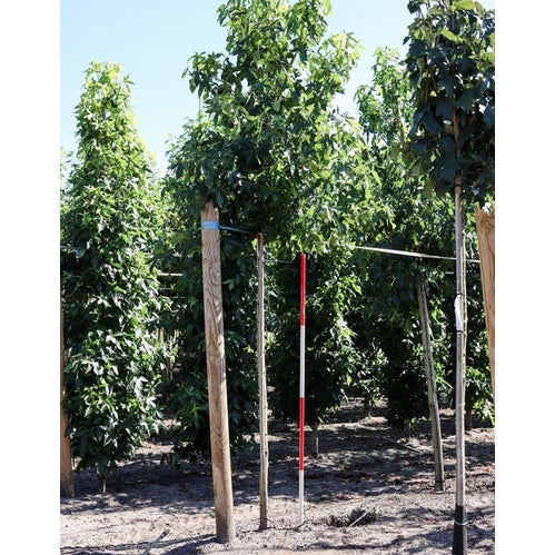 Ambraträd - Liquidambar styraciflua 'Lane Roberts' - Stammens omkrets 16-18 cm, höjd 3,5-4 meter, HS, COCO